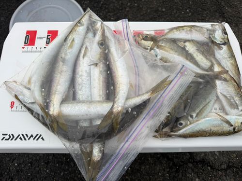 カマスの釣果