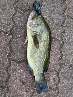 ラージマウスバスの釣果