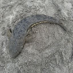 マゴチ