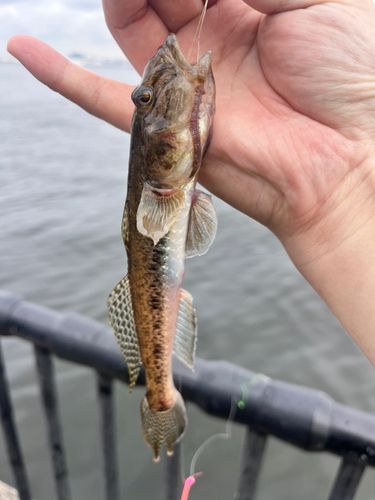 マハゼの釣果
