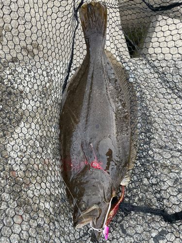 ヒラメの釣果