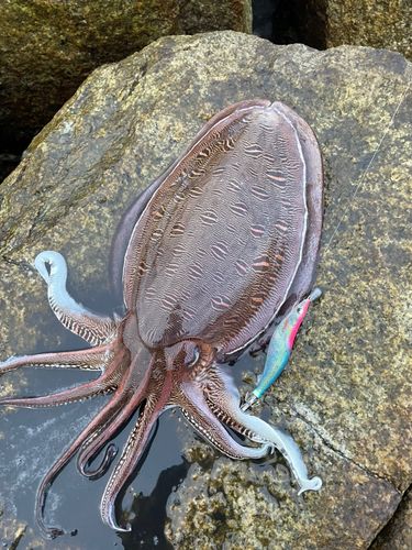 モンゴウイカの釣果