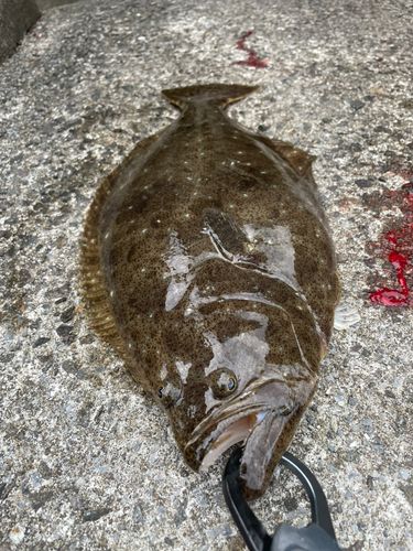 ヒラメの釣果