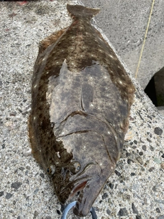 ヒラメの釣果
