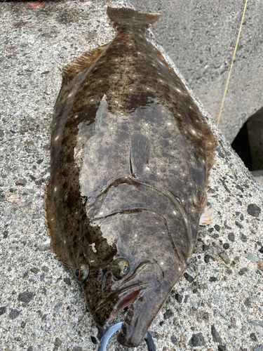 ヒラメの釣果
