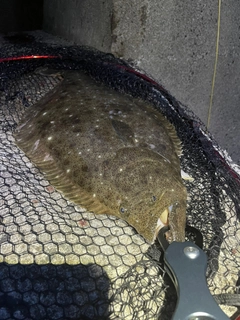 ヒラメの釣果