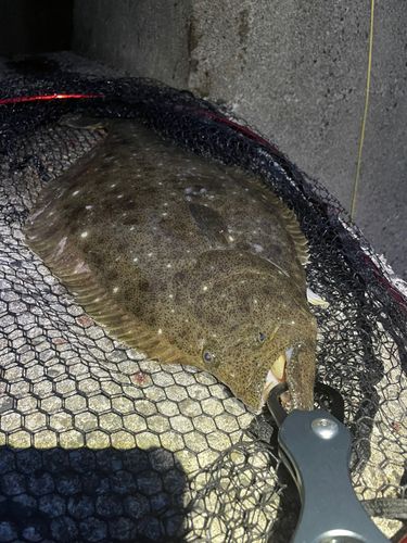 ヒラメの釣果