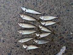 アジの釣果
