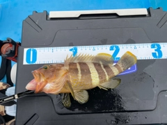 アオハタの釣果