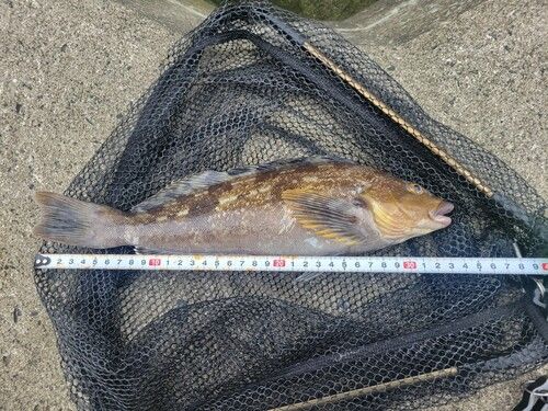 アイナメの釣果