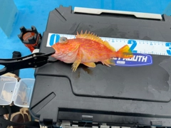 アヤメカサゴの釣果