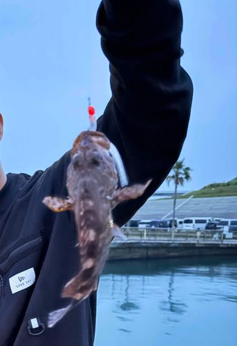 イソカサゴの釣果