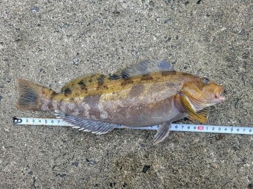 アイナメの釣果