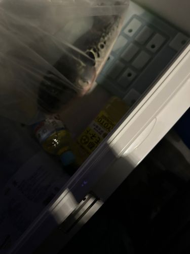 トラフグの釣果