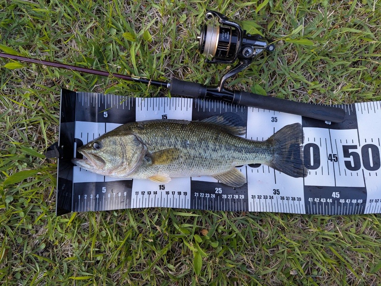 ラージマウスバス