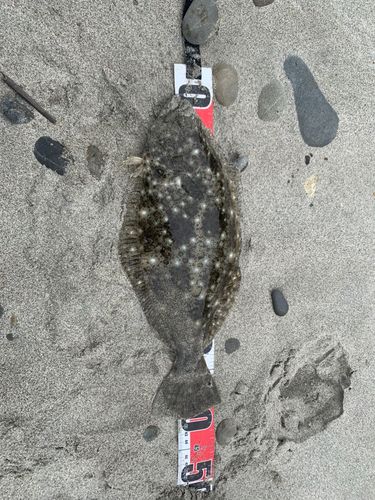 ヒラメの釣果
