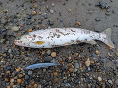 アメマスの釣果