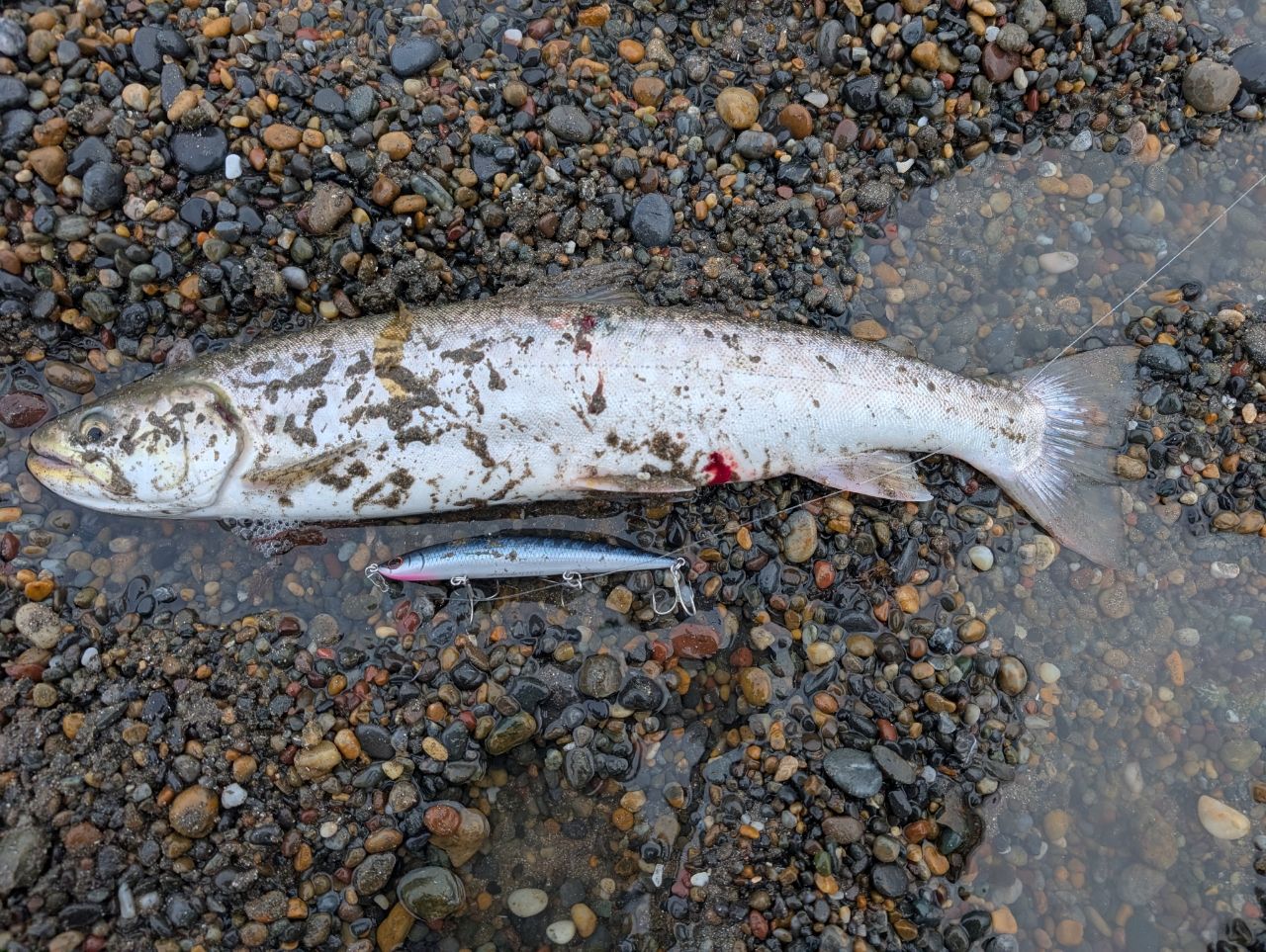 アメマス