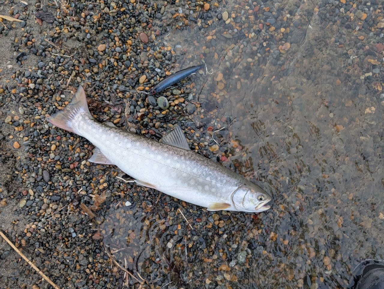 アメマス
