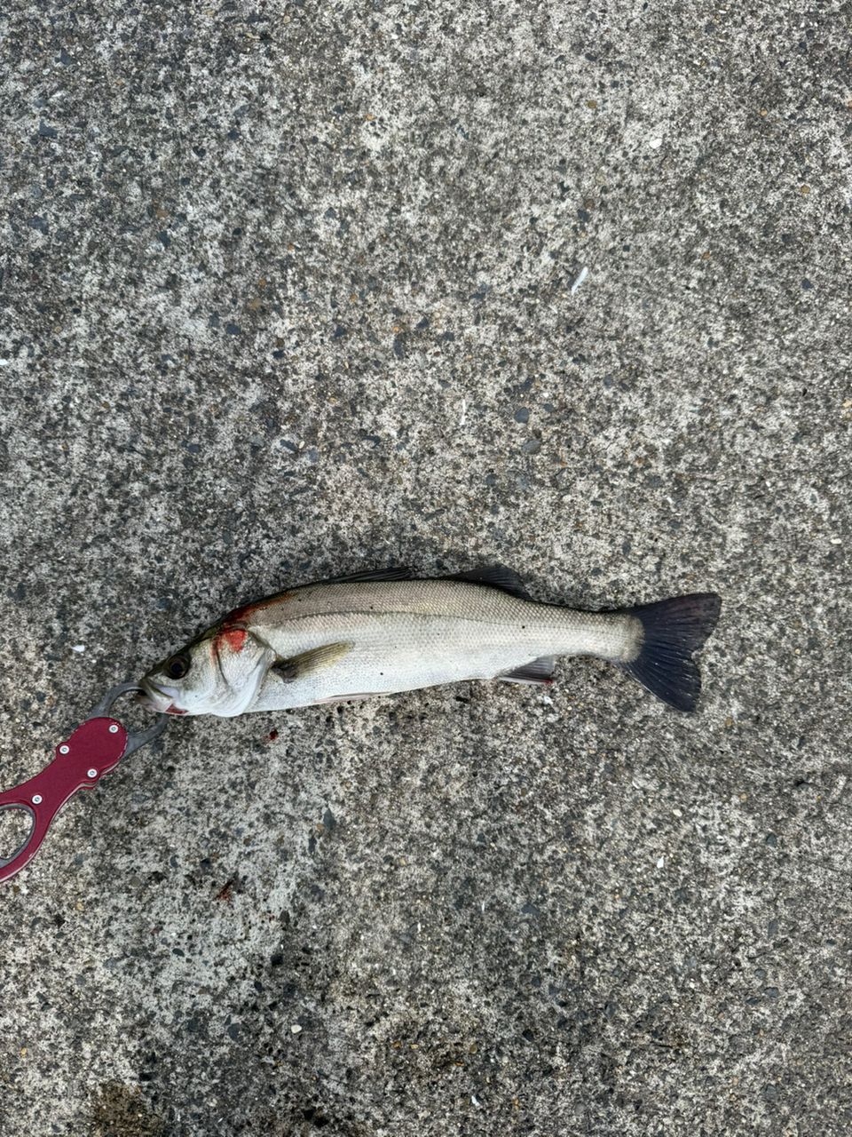 セイゴ（マルスズキ）