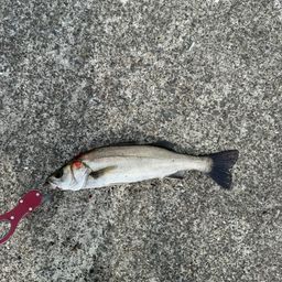 セイゴ（マルスズキ）