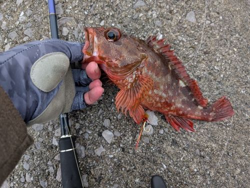 カサゴの釣果