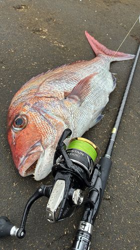 マダイの釣果