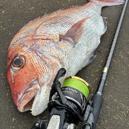 マダイ