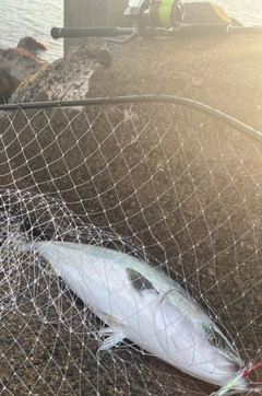 ワラサの釣果
