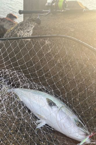 ワラサの釣果