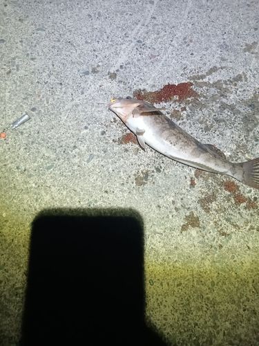 アイナメの釣果