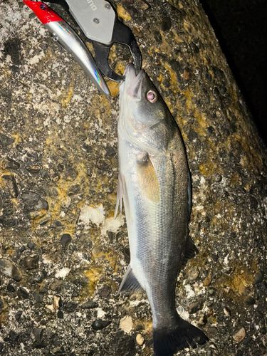 マルスズキの釣果