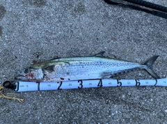 サワラの釣果