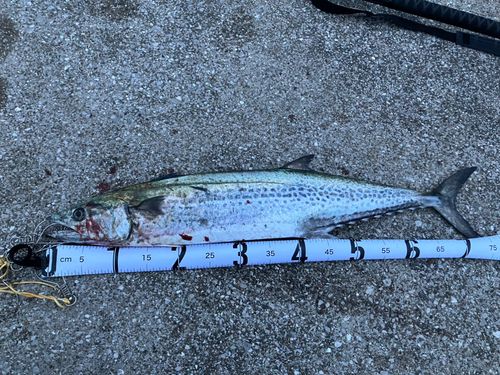 サワラの釣果