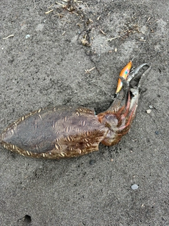 コウイカの釣果