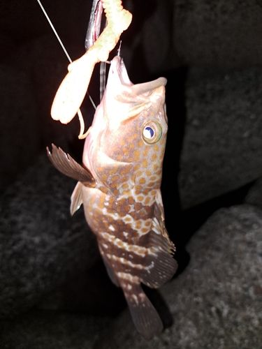 アコウの釣果