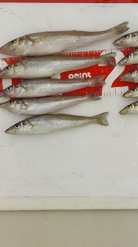 キスの釣果
