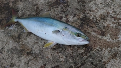 イナダの釣果