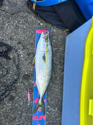 ヤズの釣果