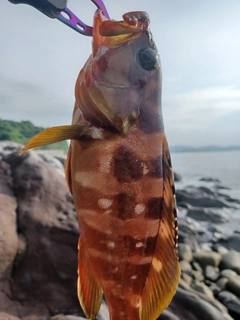 アカハタの釣果
