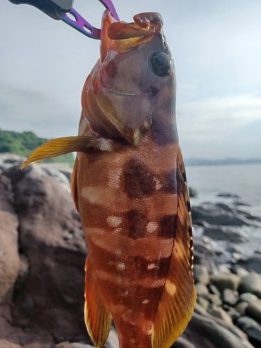 アカハタの釣果