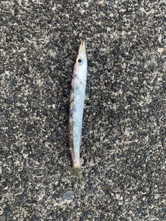 カマスの釣果