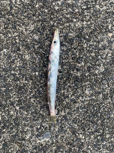 カマスの釣果