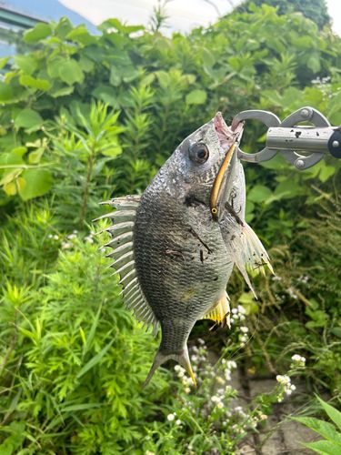 キビレの釣果