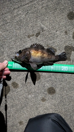 メバルの釣果