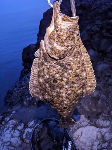 ヒラメの釣果