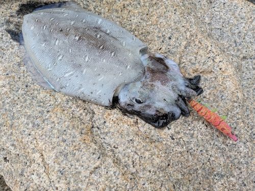 モンゴウイカの釣果