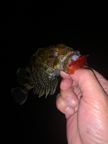 楽天市場】魚 リアル フィギュア 立体図鑑コーラルリーフ