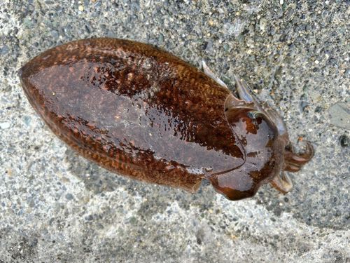 コウイカの釣果