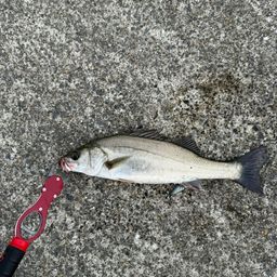 セイゴ（マルスズキ）